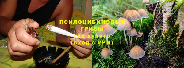 прущие грибы Армянск